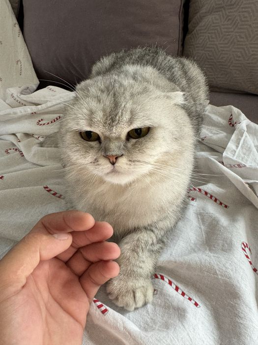 Шиншила кошка ..