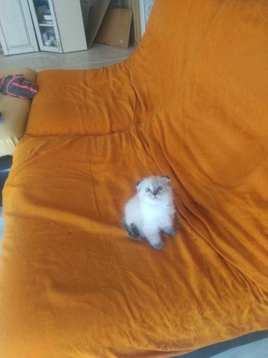 Котенок вислоухий скотиш-фолд