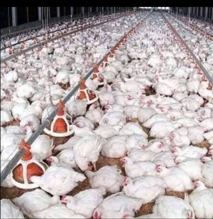 Vând puii de carne și de ouă cu livrare gratuita la Domiciliu pentru d