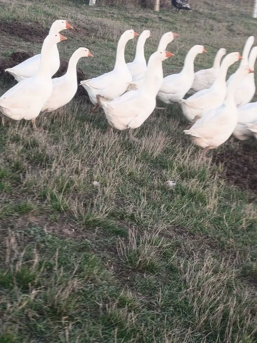 Gaste și gâscani rasa africana