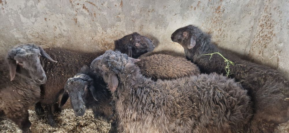 Кучкорлар сотилади