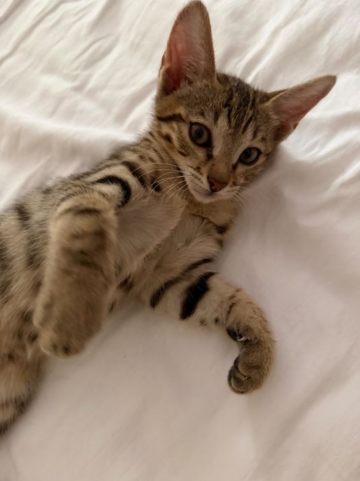 Отдам котенка в добрые руки