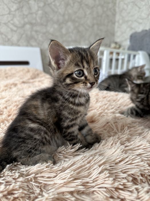 Отдам котят в добрые руки