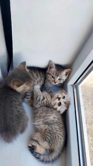 Марғаулар сүйкімді