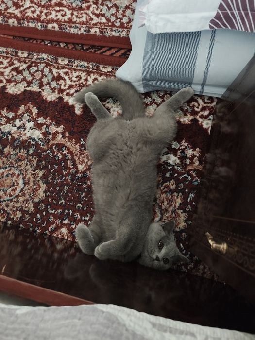 British skotish strayt