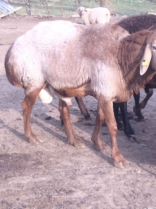 Қошқар гисар үш жаста