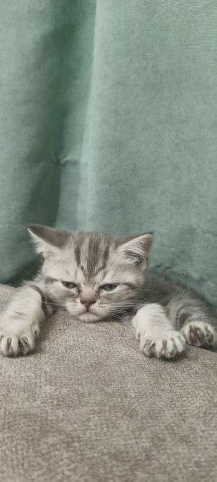 Продам шотландских котят