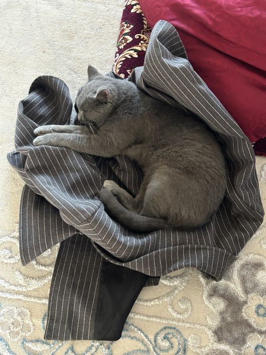 Пропал кот! Вознаграждение