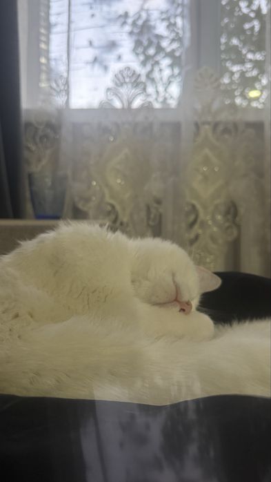 Котик в добрые руки!