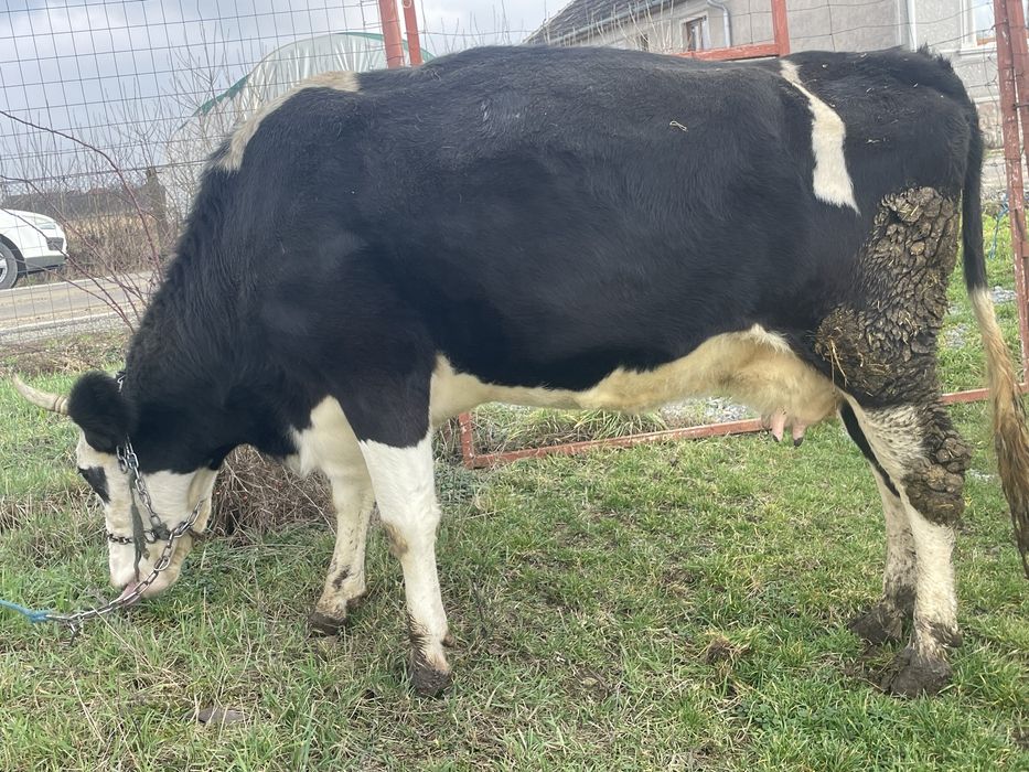 Vand vaca baltata romaneasca foarte buna de lapte