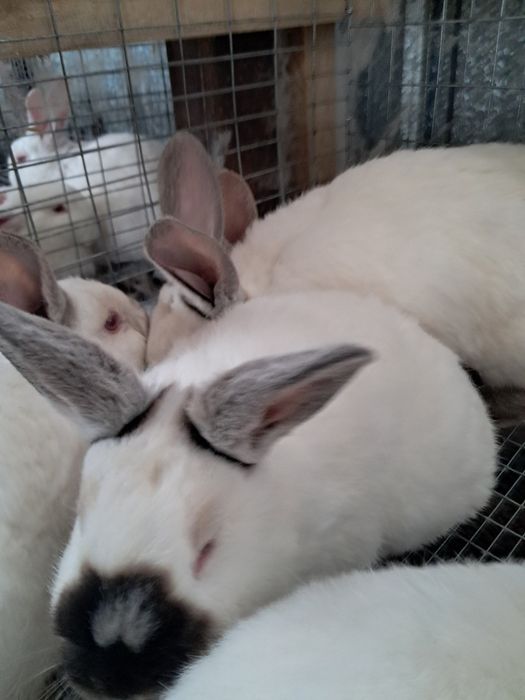 Продам кроликов.