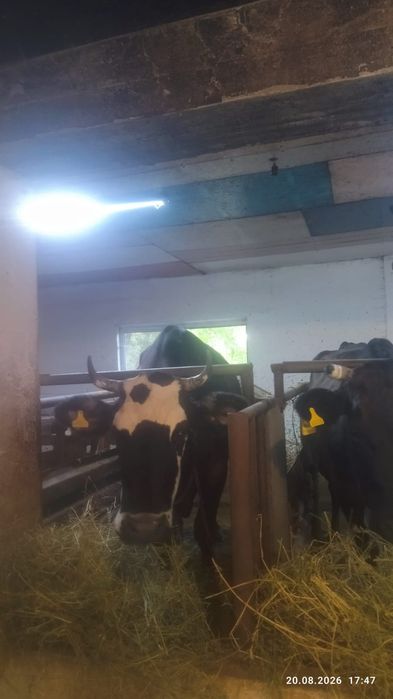 Продам дойную корову