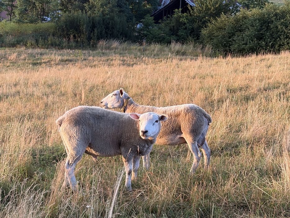 Oi texel
