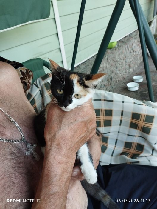 Котёнок необыкновенного окраса