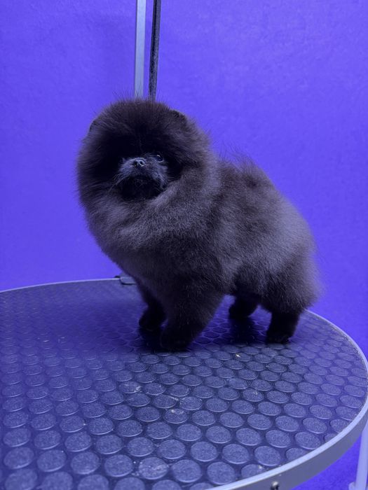 Мальчик, померанский шпиц