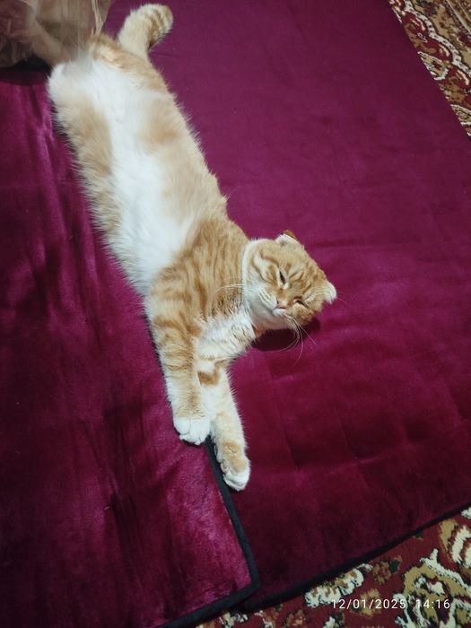 Скотиш фолд угил мушук сотилади кастрация килинган