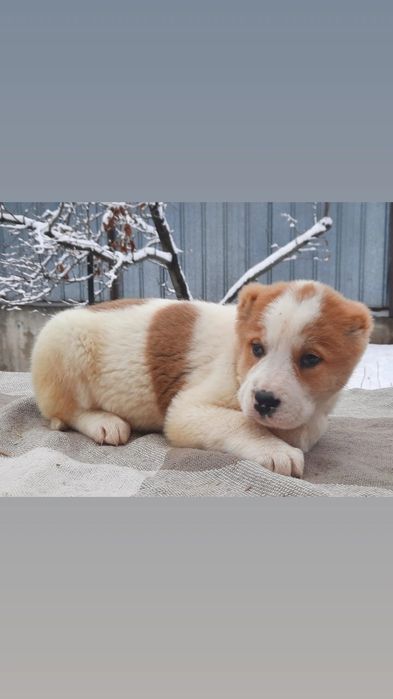 Щенки САО Алабай