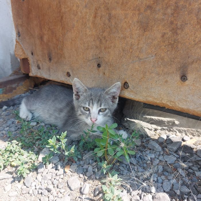 Отдвм котенка мальчик 2 мес