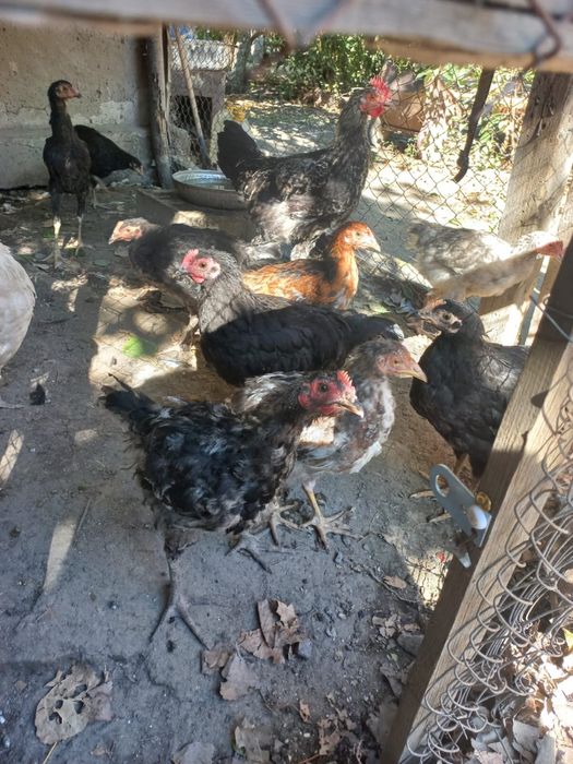 Продам петухов -кучинский,австролорп