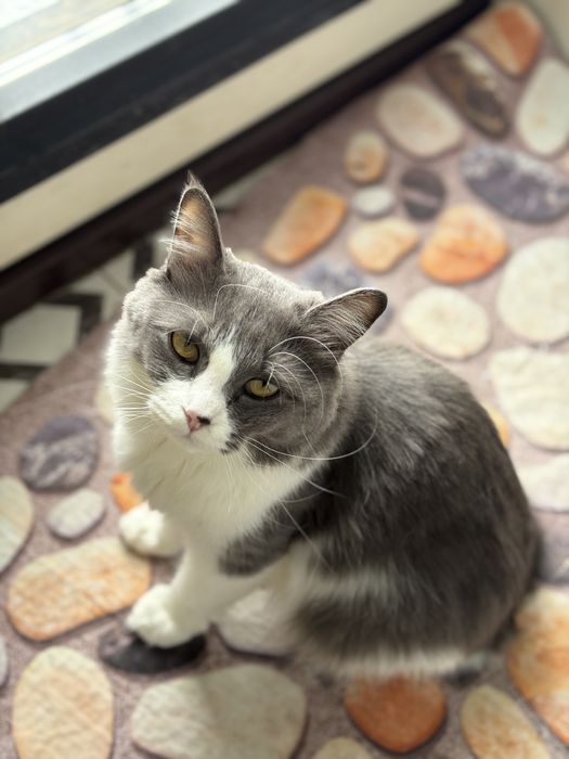 Отдам кошку в хорошие руки