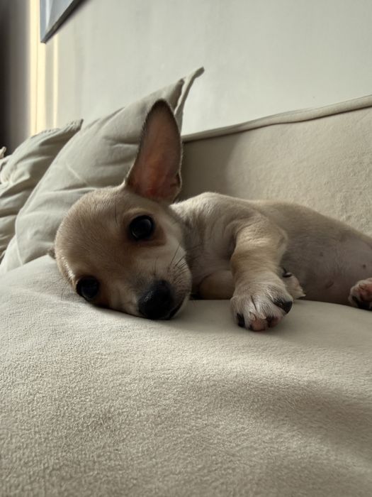 Продам щенка Чихуахуа