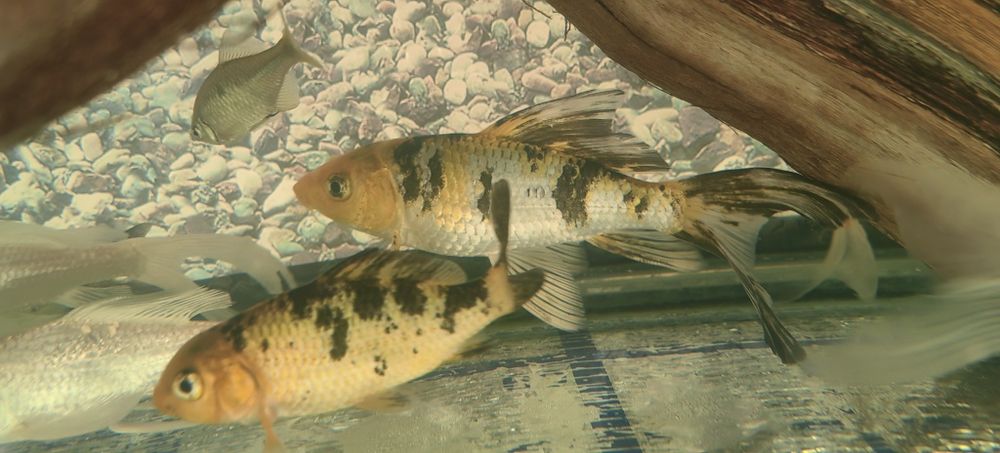 Аквариум баликлар