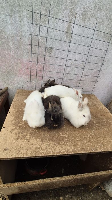 Iepurite  cap de leu