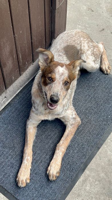 Пропала собака девочка зовут Ума с ошейником со стразами.