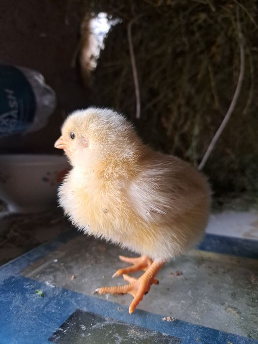 Цеплята Адлер серебристый