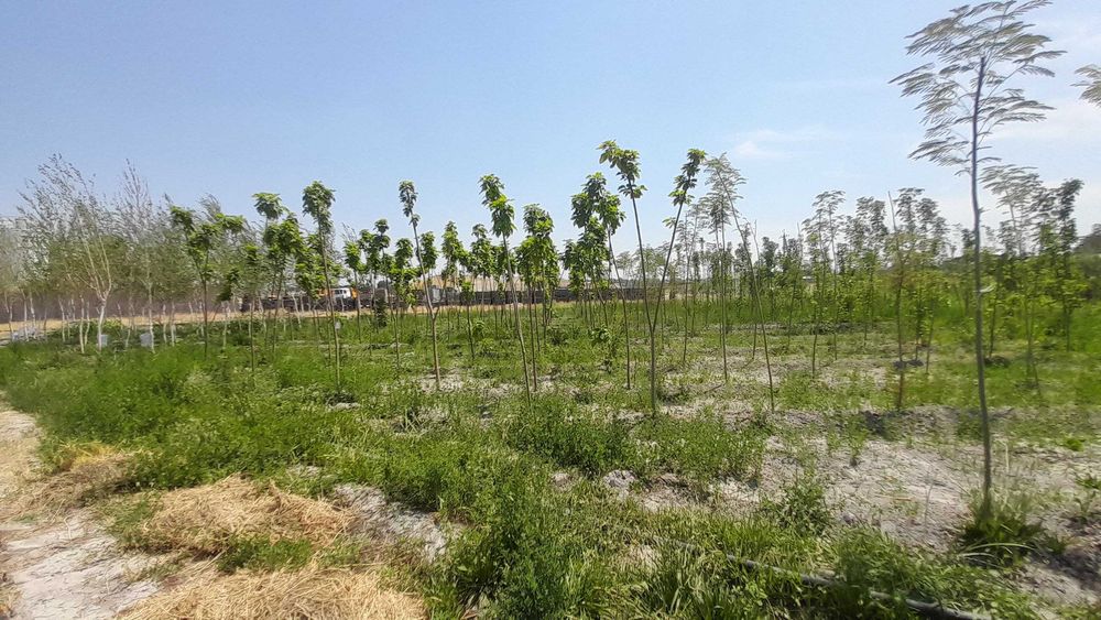 Гулар Ясин Берёза Сапура Лола Банзай Акасия Клеон