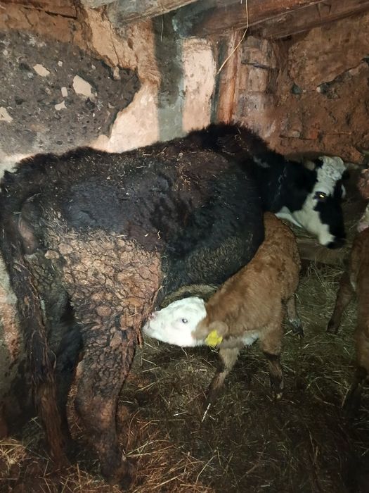 Продам две коровы с телятами