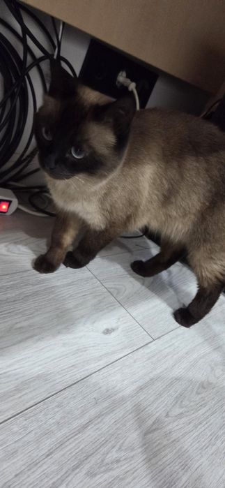 Отдам в бережные руки сиамскую кошку 7-8мес