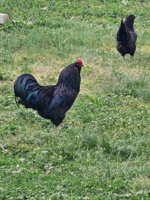 Gaini ameraucana