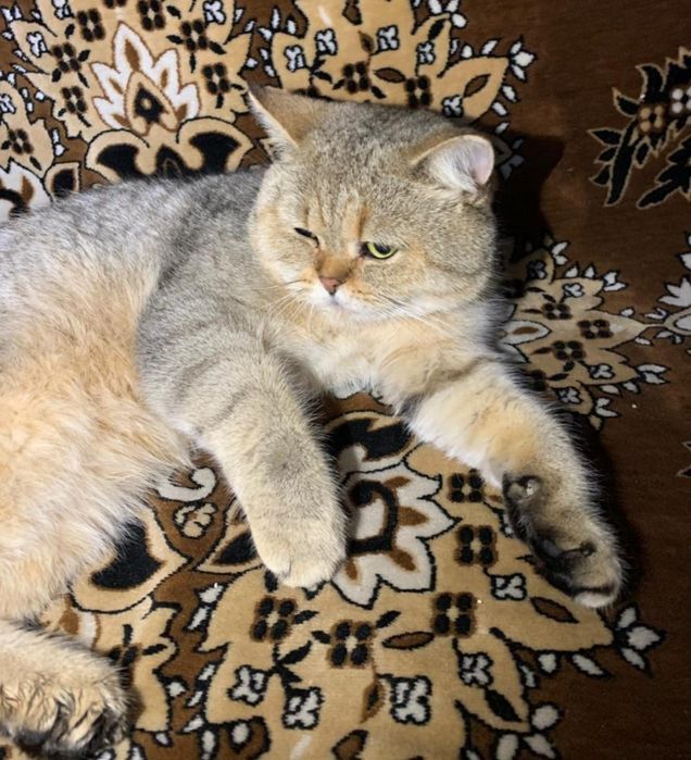 Котята котята котята