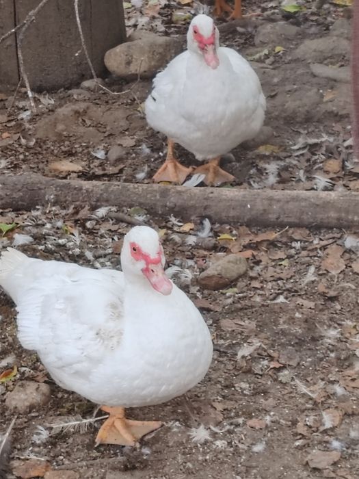 Vând 6 rațe mute crescute bio