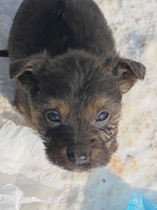 Брошенные щенята ищут родителей