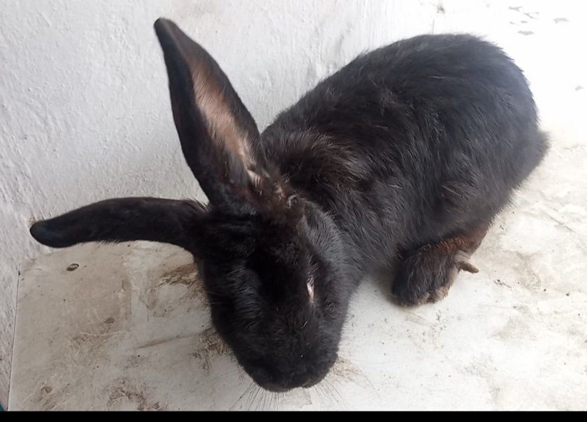 Қойан қойан қойан