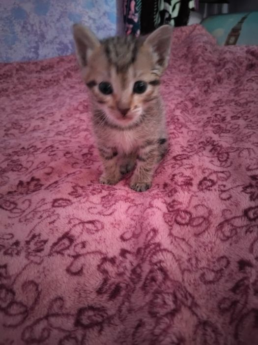 Два мальчишки в добрые руки