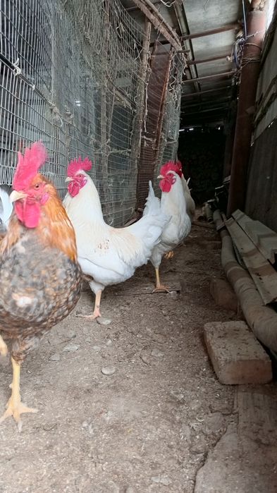 Қораз петух әтеш хороз