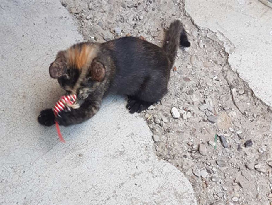 Ofer spre adoptie o  pisicuta dragalasa