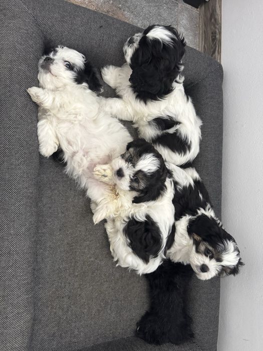 Ofer spre adoptie   pui Schitzu 9 saptamani!