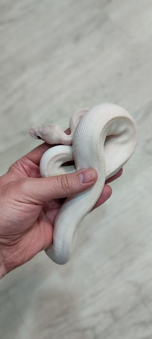 Кралски Питони - Различни разцветки