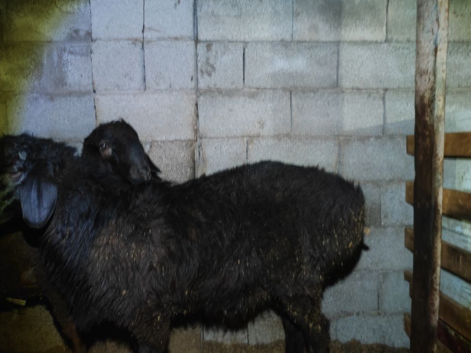 Семіз екі қошқар бар