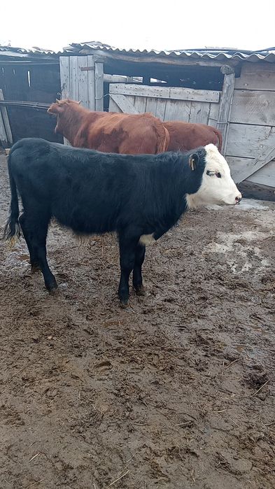 Продам 2 головы тёлки и один бычок