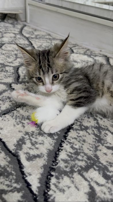 отдам бесплатно своего домашнего кота