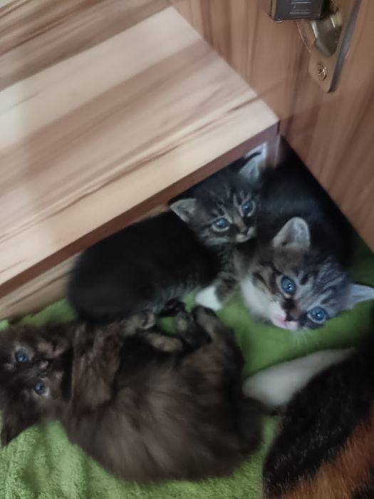 Отдам бесплатно с доставкай