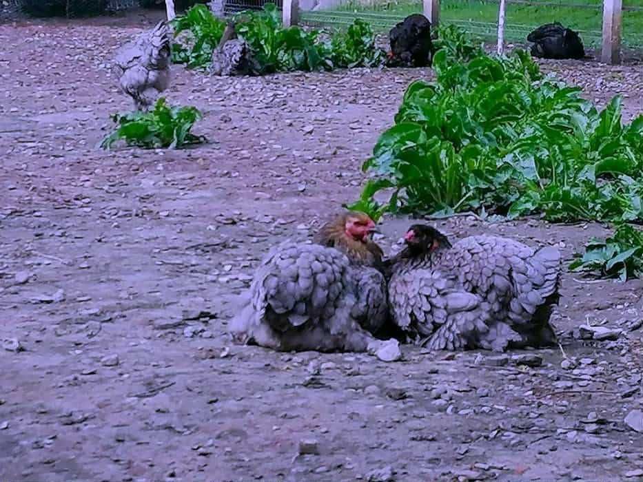 Vând oua brahma pentru incubat