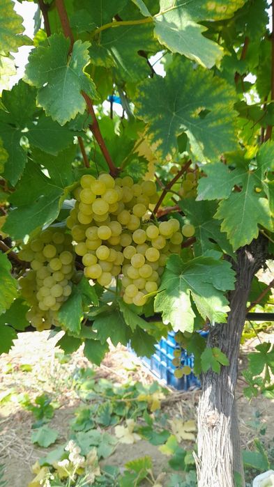 Продавам грозде Мускат Отонел