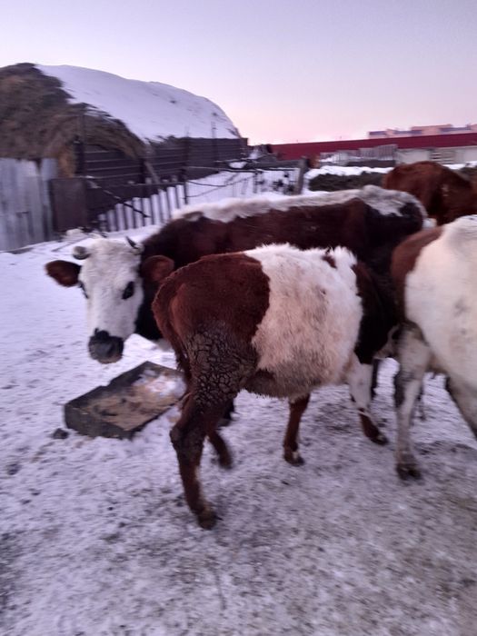 Продам тёлочек от дойных коров.