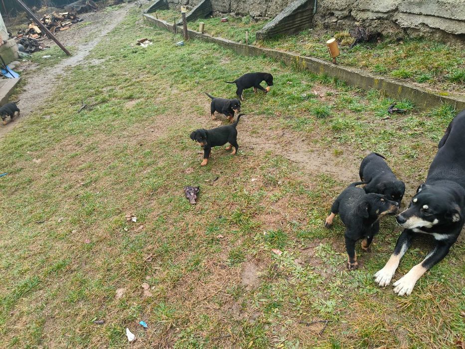 Donez 7 căței - 5 băieți și 2 fetițe,vârstă 2 luni jumătate.